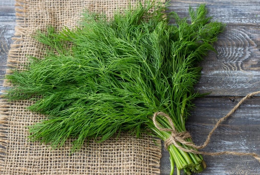 Dill Bouquet