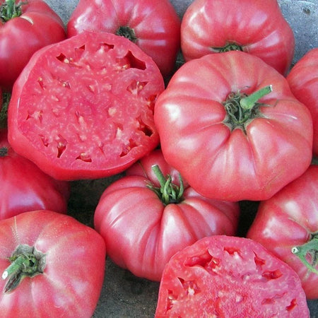 Pink Brandywine Tomato