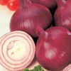 Burgundy Red-Short Day Onion