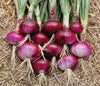 Burgundy Red-Short Day Onion