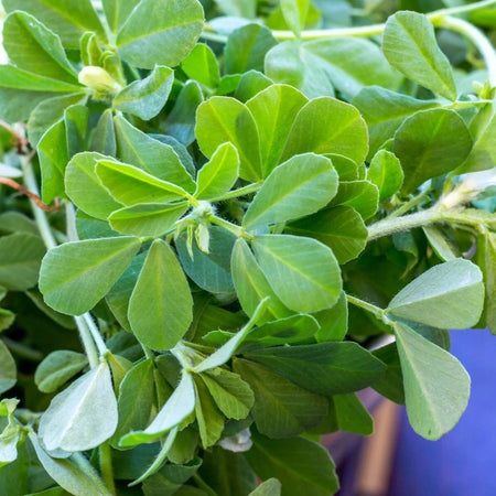 Fenugreek