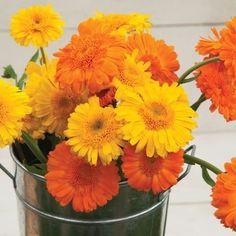 Calendula flower