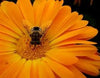 Calendula flower