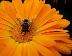 Calendula flower