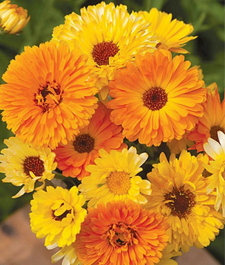 Calendula flower