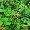 California Blackeye Cowpea