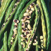 California Blackeye Cowpea