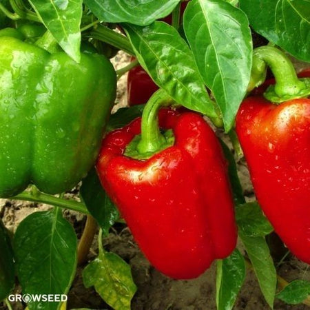 California Wonder 300 Sweet Pepper