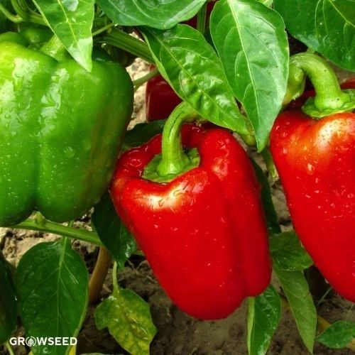 California Wonder 300 Sweet Pepper