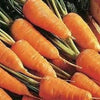 Chantenay Red Core Carrot