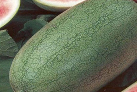 Charleston Grey Watermelon