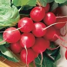 Cherry Belle Radish