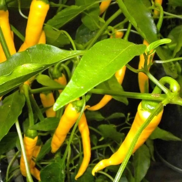 Hot Cayenne Golden Pepper