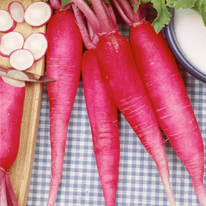 China Rose Radish