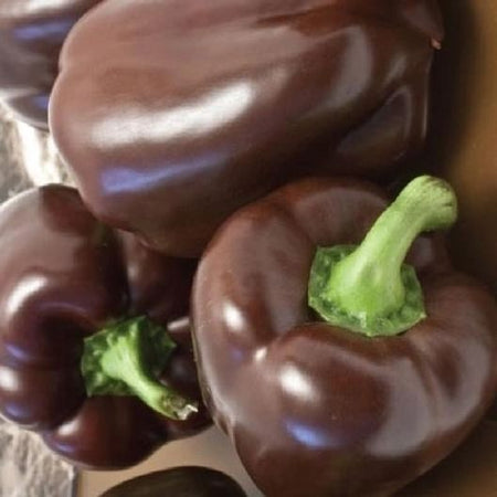 Chocolate Beauty Sweet Pepper