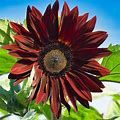 Chocolate Cherry Sunflower