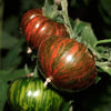 Chocolate Stripe Tomato