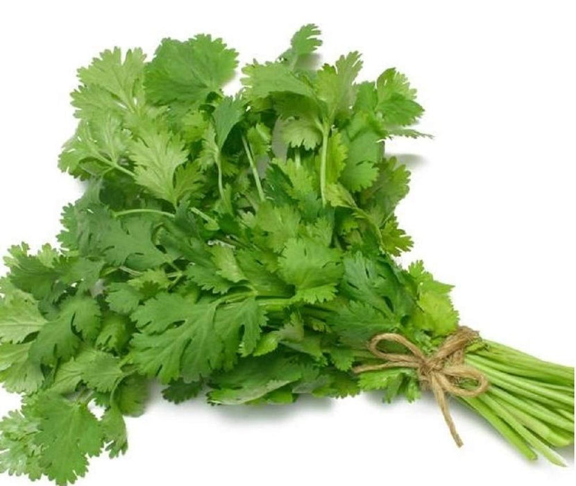 Cilantro Coriander Slo-Bolting