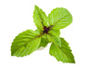 Cinnamon Basil