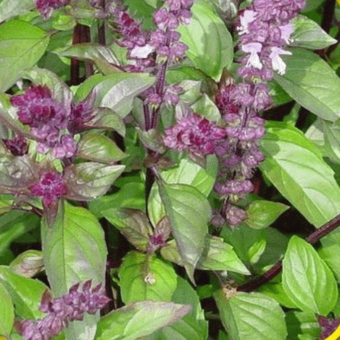 Cinnamon Basil