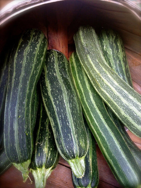 Cocozelle Zucchini