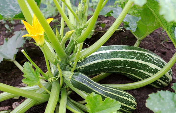 Squash - Winter and Summer