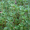 Common Thyme