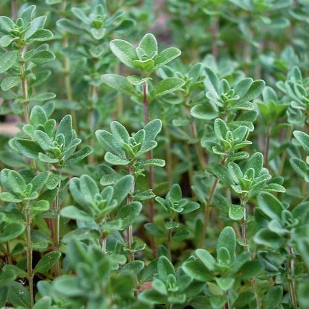 Common Thyme