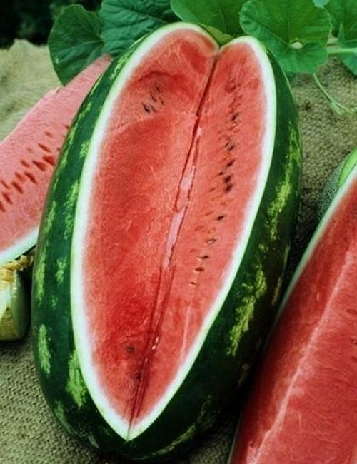 Congo Watermelon