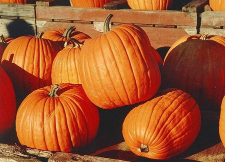 Connecticut Field Pumpkin