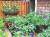 Container/Vertical Gardening-Small Urban Packs (20 packs)