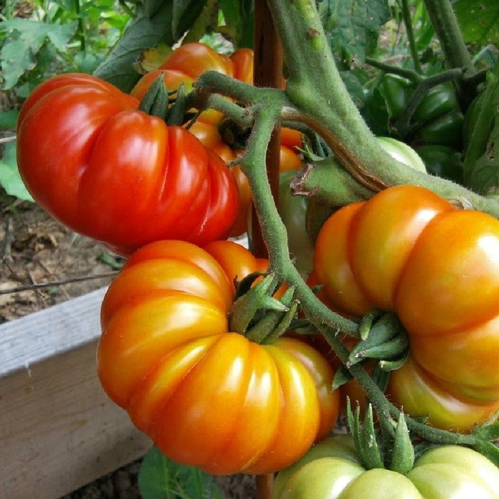 Coustralee Tomato