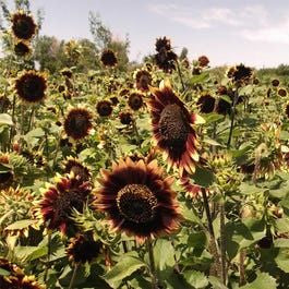 Sunflower Collection