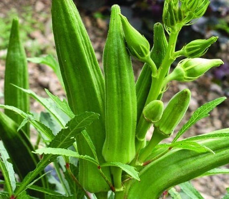 Clemson Spineless Okra