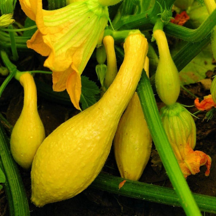 Crookneck Summer Squash