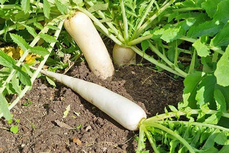 Japanese Minowase (Daikon) Radish