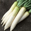 Japanese Minowase (Daikon) Radish