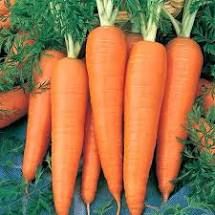 Danvers 126 Carrot