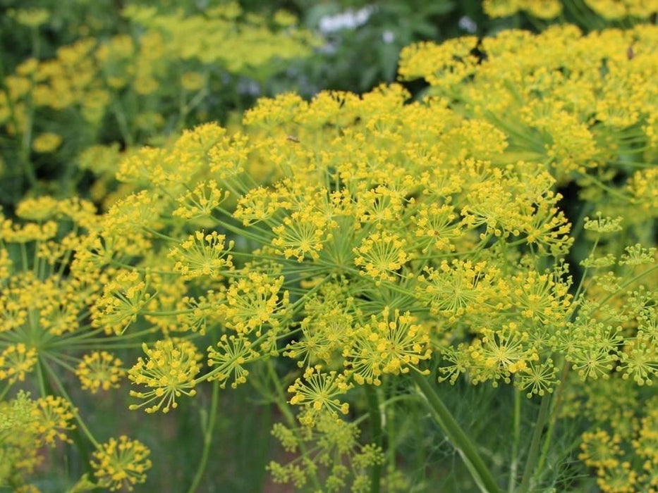 Dill Bouquet