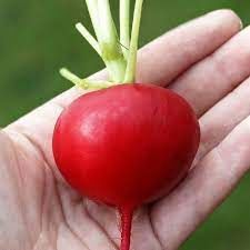 Crimson Giant Radish Seed