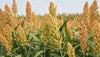 Sorghum-Rox Orange