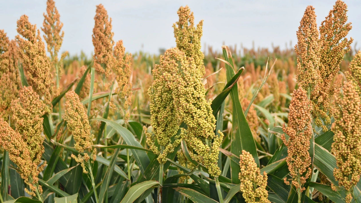 Sorghum-Rox Orange