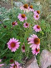 Echinacea flower