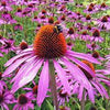 Echinacea flower