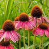 Echinacea flower