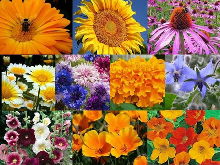 Edible medicinal flower collection