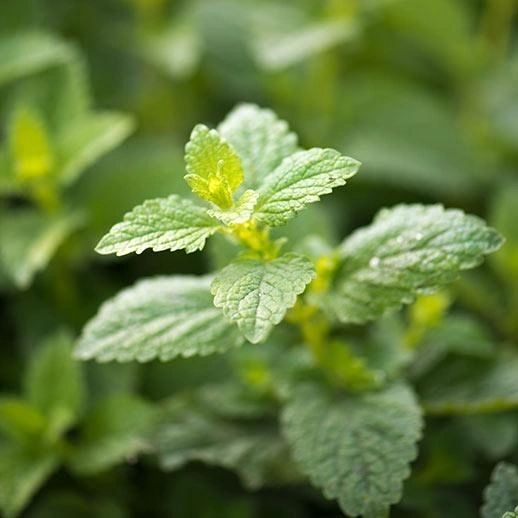 Lemon Balm