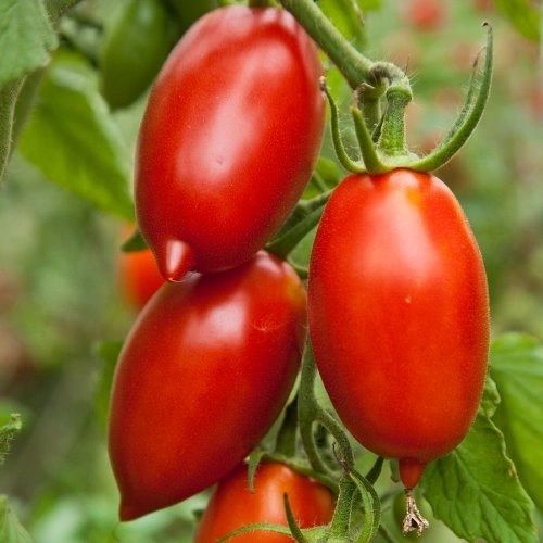 Amish Paste Tomato