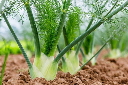 Fennel-Florence