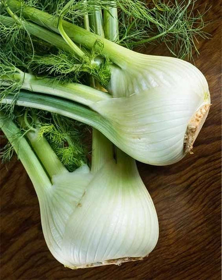 Fennel-Florence